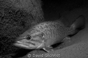 Bass sheltering behind rock in the Niagara River. by David Gilchrist 